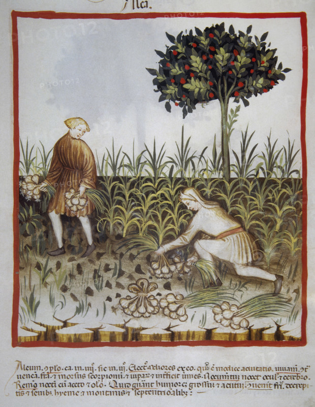 Garlic, 14th century.  Creator: Unknown.