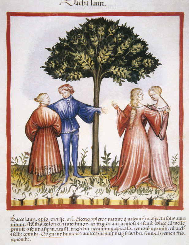 Laurel berries, 14th century.  Creator: Unknown.