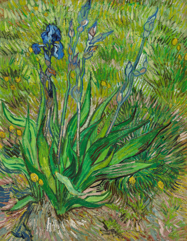 Iris, 1890. Creator: Gogh, Vincent, van (1853-1890).