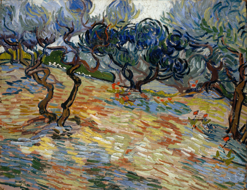 Olive Trees, 1889. Creator: Gogh, Vincent, van (1853-1890).