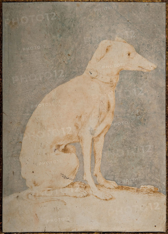 Greyhound, First Half of 16th century. Creator: Parmigianino (1503-1540).