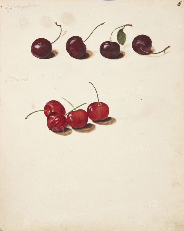Study of Cherries, 1751. Creator: Fosie, Johanna Marie (1726-1764).