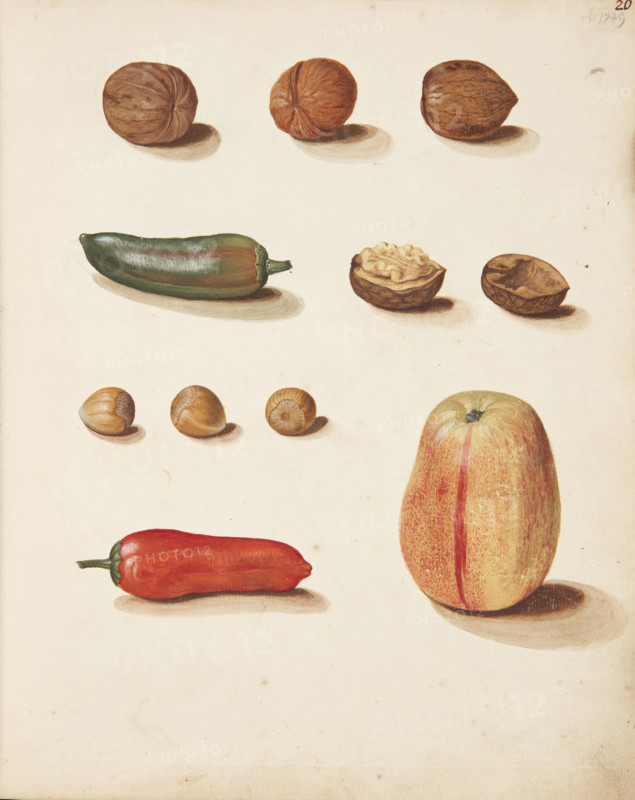 Study of apple, nuts and peppers, 1749. Creator: Fosie, Johanna Marie (1726-1764).
