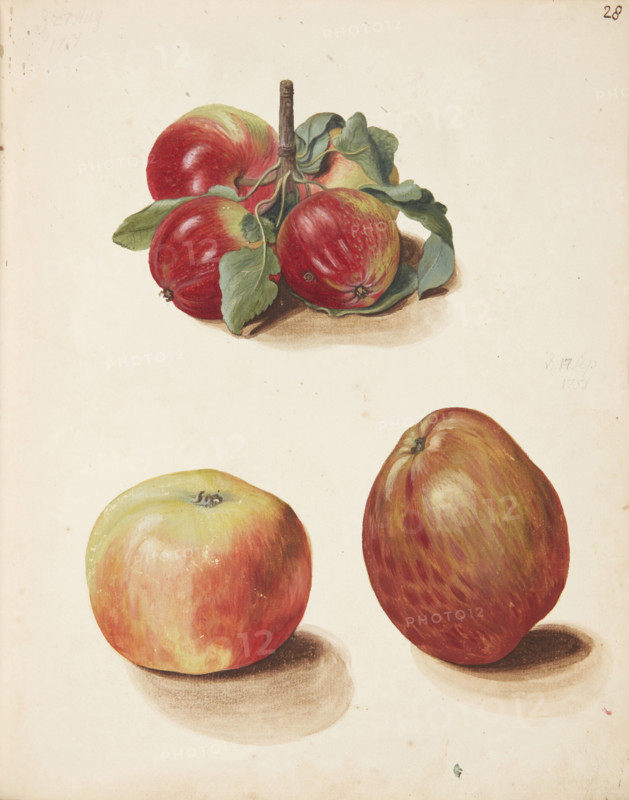 Study of apples, 1751. Creator: Fosie, Johanna Marie (1726-1764).