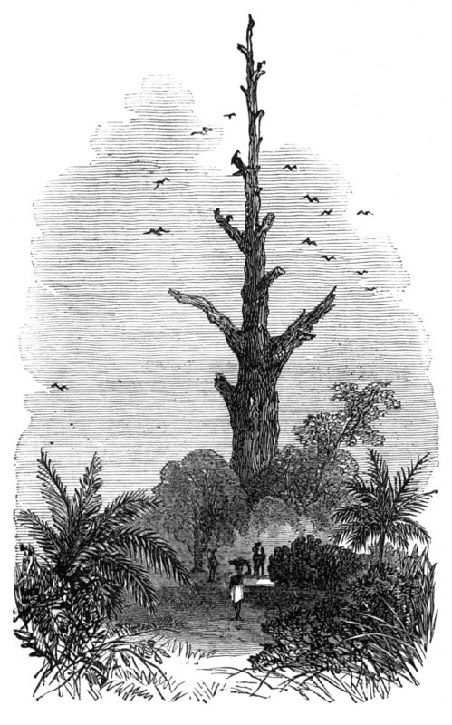 The Ashantee War: tree on the road to Inquabim - from a sketch by our special artist, 1874. Creator: Unknown.