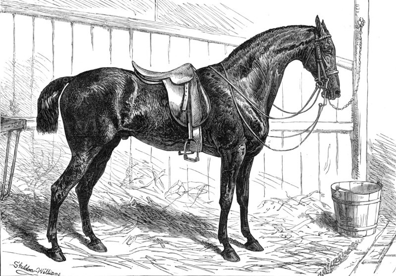 The Horse Show at the Agricultural Hall, Islington: the Prince of Wales's Park Cob, "Bob", 1874. Creator: Unknown.