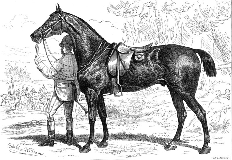 The Horse Show at the Agricultural Hall, Islington: Mr. W. Armstrong's hunter, "Cashier", 1874. Creator: Unknown.