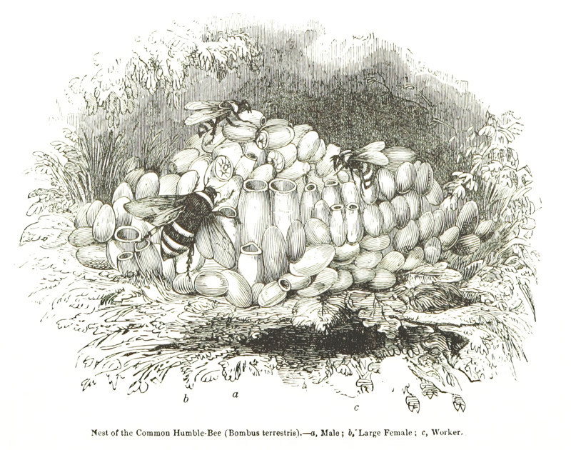 Nest of the Common Humble-Bee (Bombus terrestris), 1850. Creator: Unknown.