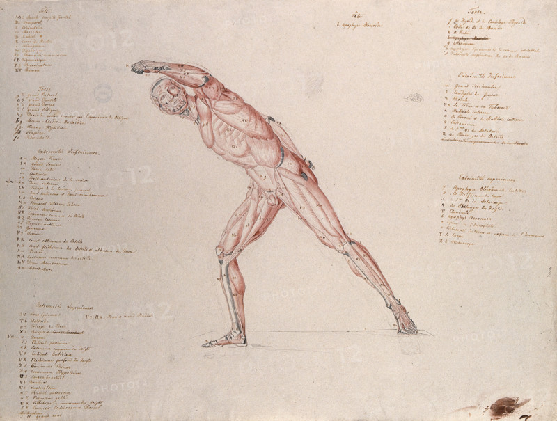 Myologic structure of the 'Borghese Gladiator' statue: the figure is presented as an écorché,(1833?) Creator: Johann Conrad Zeller.