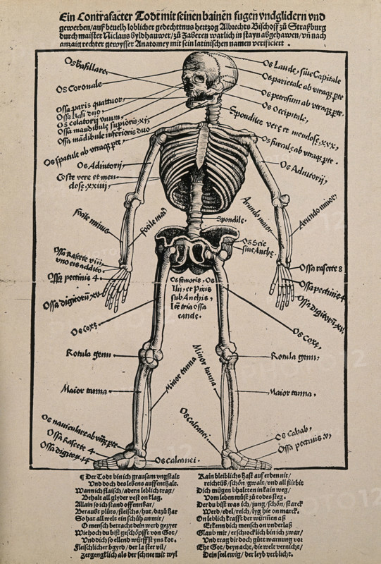 A human skeleton, seen from the front, with labels giving the latin names of the bones, 1517.