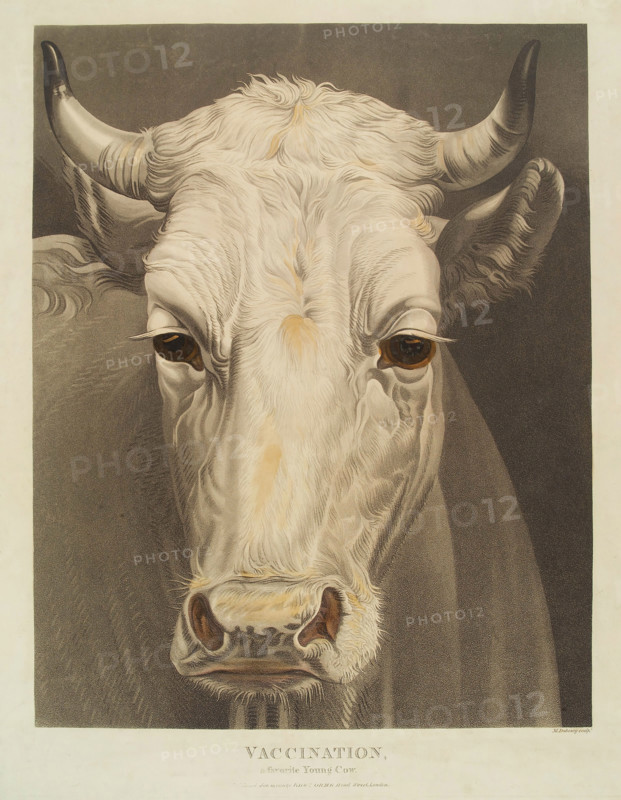A cow named "Vaccination", 1810. Creator: Matthew Dubourg.