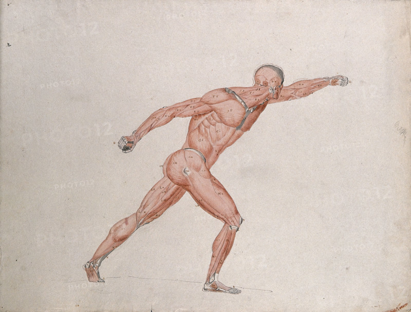 Skeletal and myologic structure of the 'Borghese Gladiator' statue: the figure is..., (1833?). Creator: Johann Conrad Zeller.