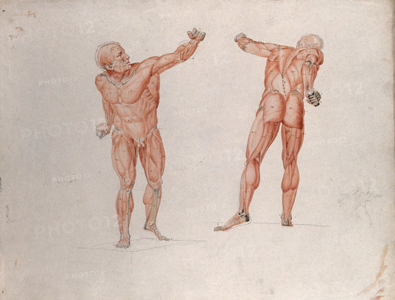 Skeletal and myologic structure of the 'Borghese Gladiator' statue: two figures..., (1833?). Creator: Johann Conrad Zeller.