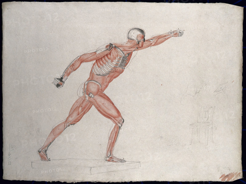 Skeletal and myologic structure of the 'Borghese Gladiator' statue: the figure is..., (1833?). Creator: Johann Conrad Zeller.