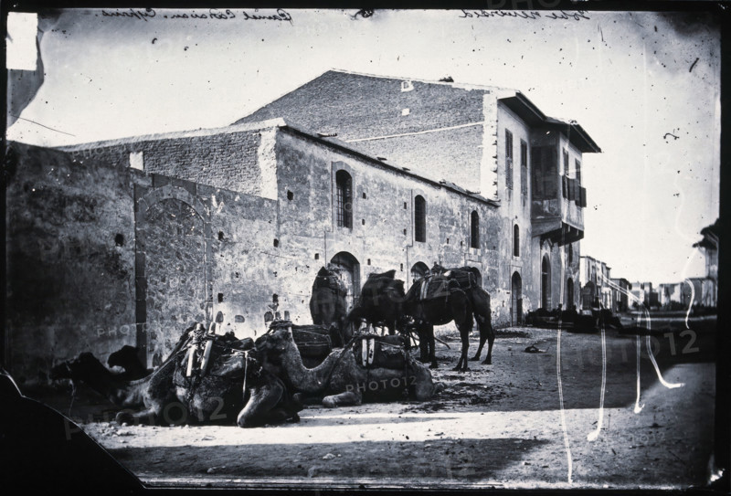 Cyprus, a camel caravan,  1981 (from a negative of 1878). Creator: John Thomson.