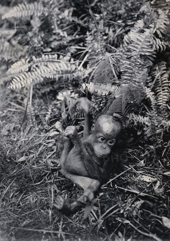 Sarawak: a baby orang-utan (Simia satyrus), c1900. Creator: Unknown.