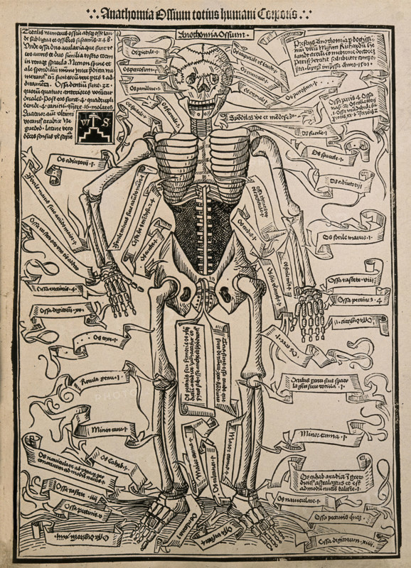 A skeleton, seen from the front, with labels giving the latin names of the bones, 1501 (20th cent). Creator: Unknown.