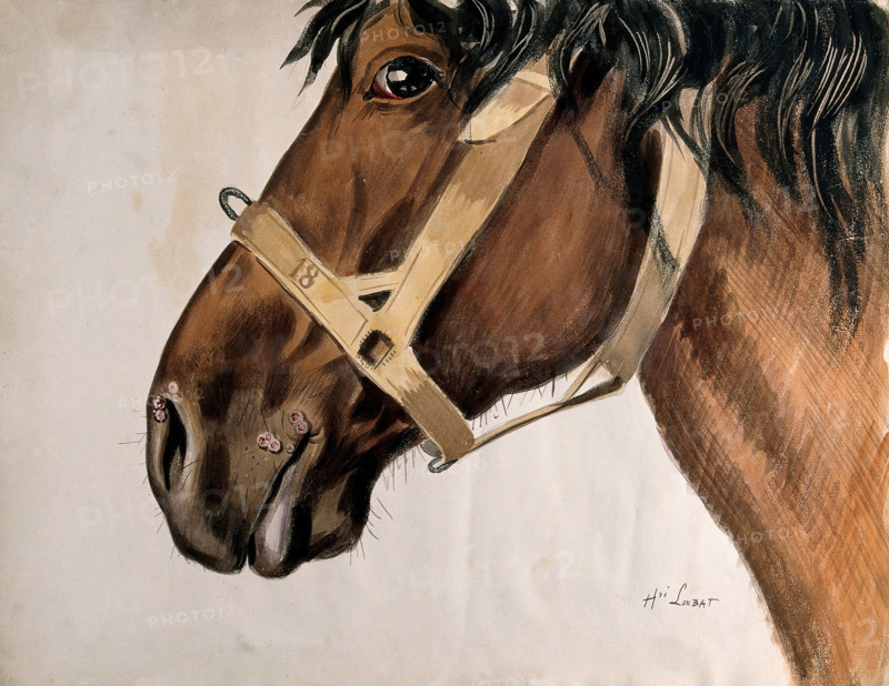 Head of a horse in profile, with raised sores near his nostrils and his mouth, c1880-1920. Creator: Henri Loubat.