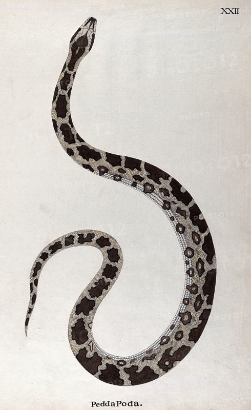 A snake, pale buff in colour, with dark brown patches edged in white and a white underbelly, 1795. Creator: Patrick Russell.