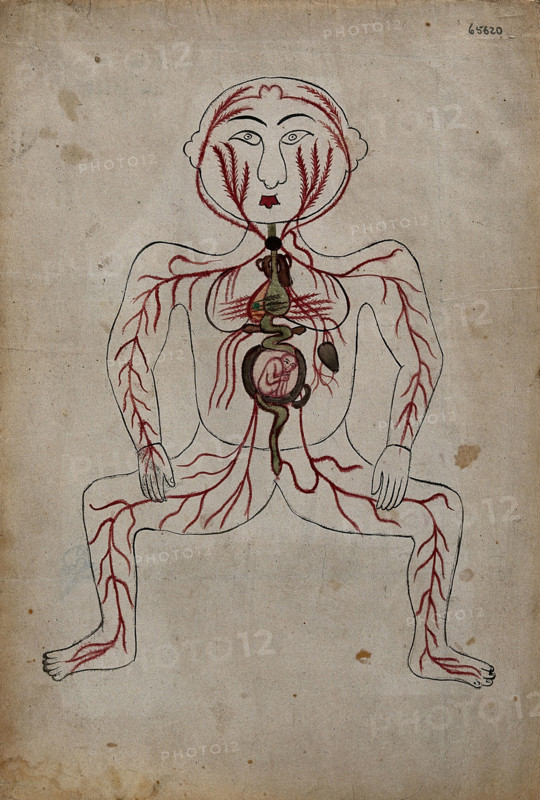 The arteries of the human body with a foetus in the womb, (between 1800 and 1899?). Creator: Unknown.