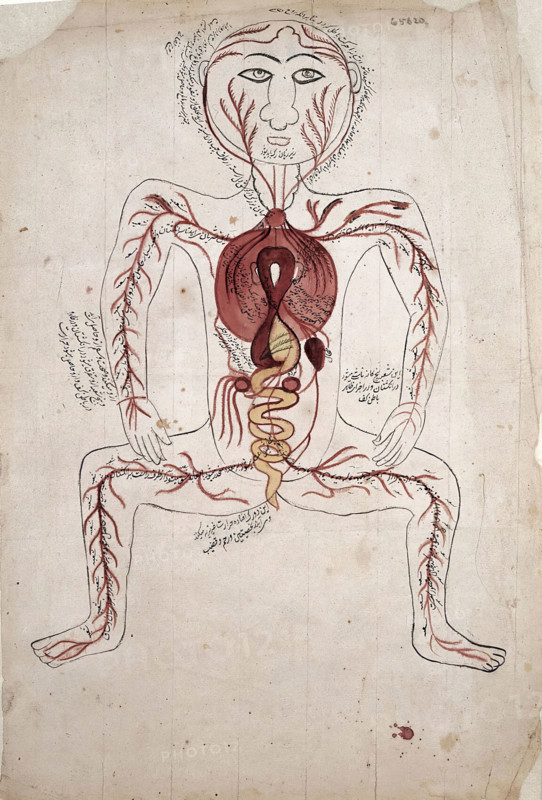 The viscera and the arterial system, (between 1800 and 1899?). Creator: Unknown.