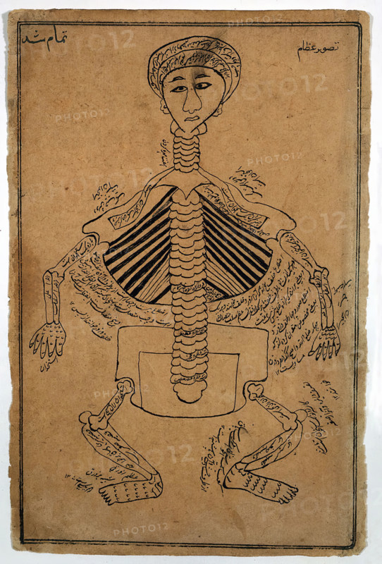 Bones of the human body, (between 1800 and 1899?). Creator: Unknown.