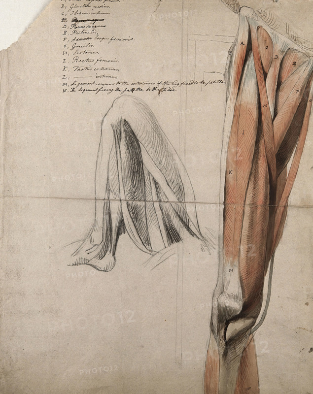 The muscles and tendons of the leg: two figures, including a black chalk sketch of a leg..., 1815. Creator: Charles Landseer.