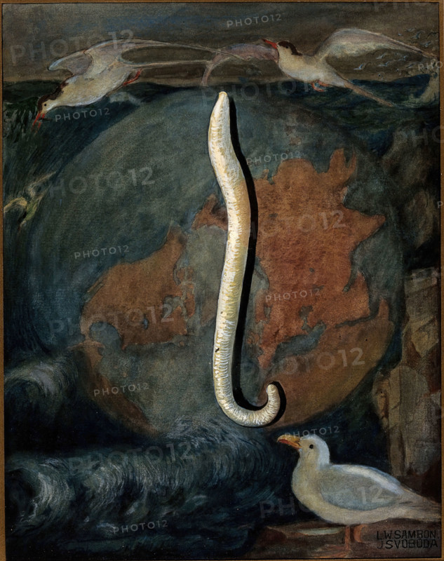 Parasites: a parasitical worm, shown much enlarged, with its hosts, c1930. Creator: J Svoboda.