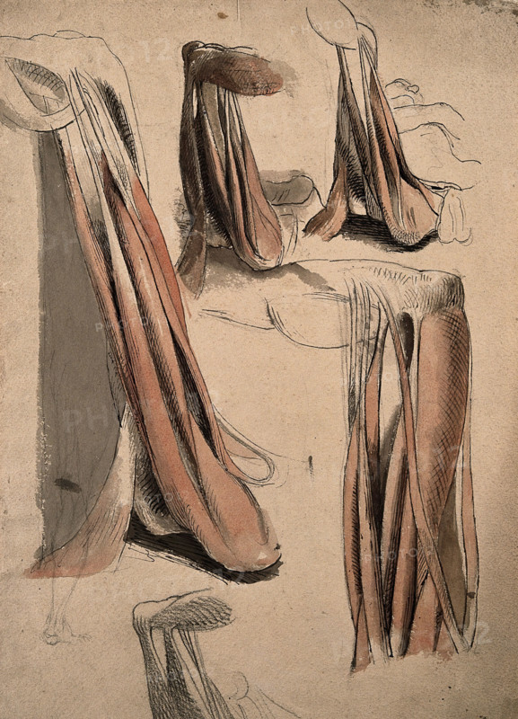 The muscles and tendons of the leg and the arm (?), 1815. Creator: Charles Landseer.