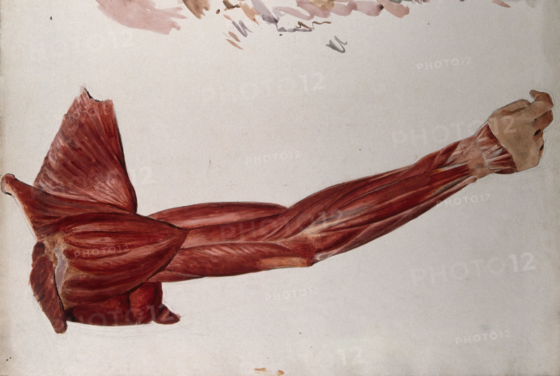 Dissection showing the muscles of the arm and shoulder, back view, (1833?). Creator: Johann Conrad Zeller.