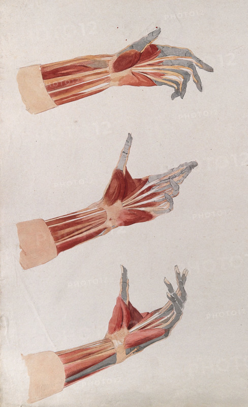 Three dissections of the left hand and wrist, showing the muscles and tendons, (1833?). Creator: Johann Conrad Zeller.