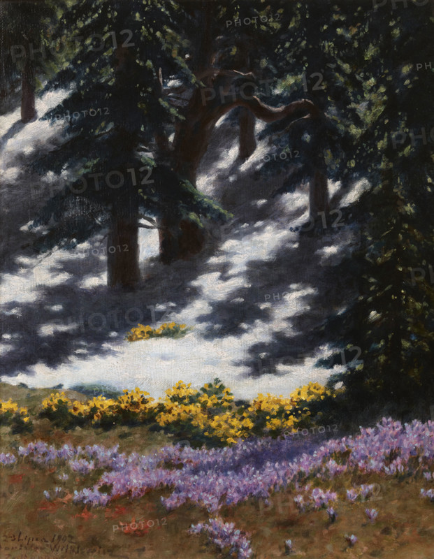 Crocuses and Marsh-Marigolds, July 23, 1907. Creator: Stanislaw Witkiewicz.