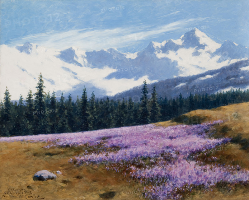 Crocuses with Snowy Mountains Behind, July 29, 1897. Creator: Stanislaw Witkiewicz.