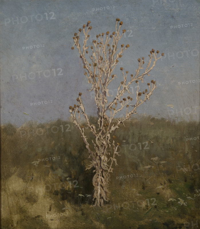 Carduus (plumeless thistles), 1885. Creator: Jan Stanislawski.