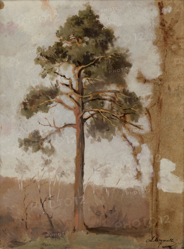 Pines at Polaga, between 1906-1910. Creator: Leon Wyczolkowski.