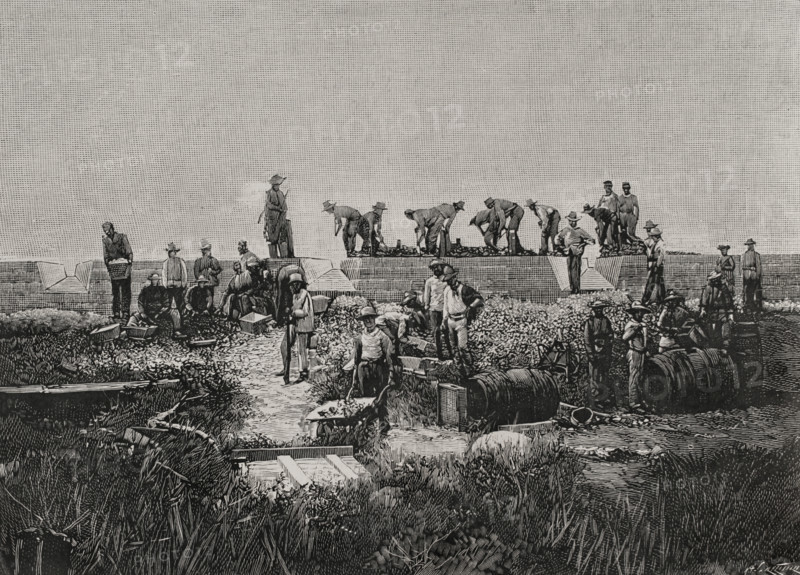 Fortification works on the coast of Santiago de Cuba, Cuban War of Independence (1895-1898), 1898. Creator: Arturo Carretero y Sánchez.