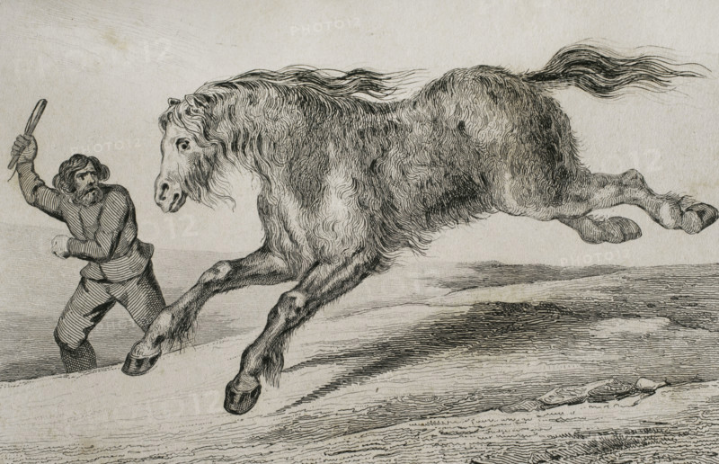 Siberian horse with winter coat, 1839. Creator: Augustin François Lemaitre.