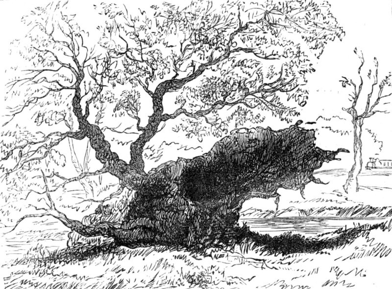 The Great Storm of Wind on Friday week: tree blown down in the playing-fields, Eton, 1881. Creator: Unknown.