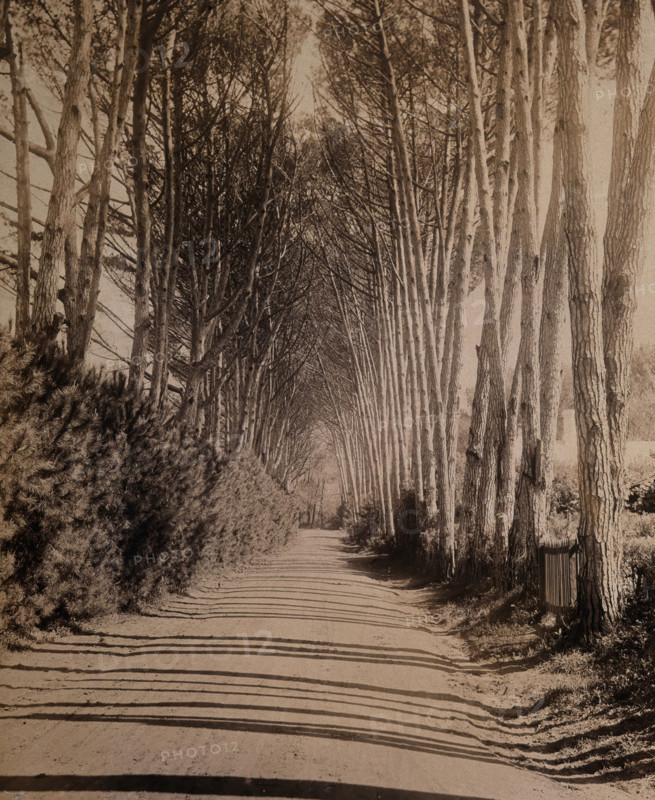 South Africa: an avenue lined with Fir trees in Rondebosch, 1896. Creator: GW Wilson and Company.
