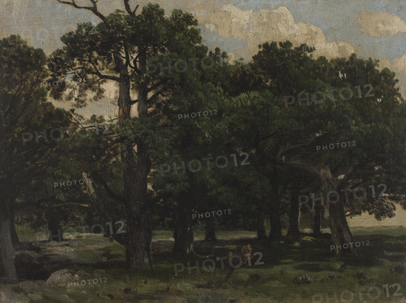 Pines, c1870. Creator: Jozef Szermentowski.