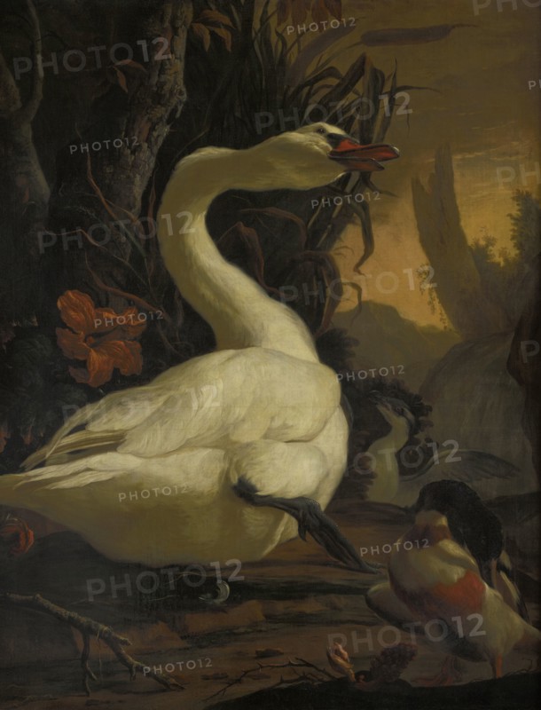Swan, c1700. Creator: Abraham Busschop.