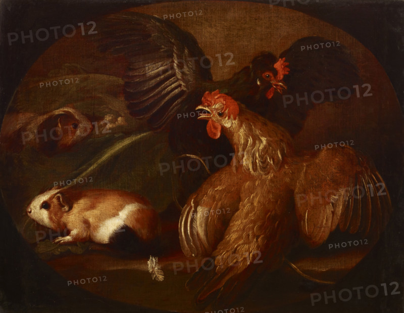 Hens and Guinea Pigs, between 1718-1720. Creator: Giovanni Agostino Cassana.
