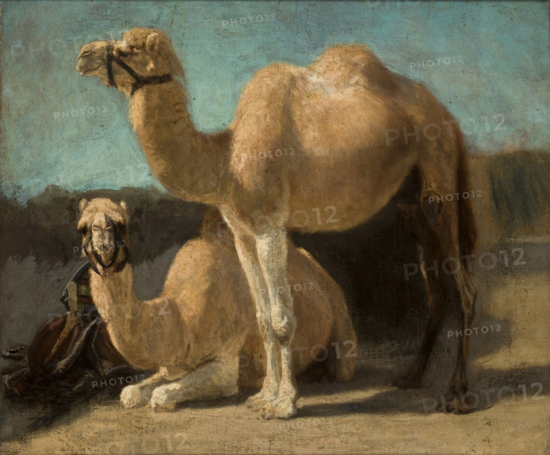 Two Camels, between 1852-1853. Creator: Henryk Rodakowski.