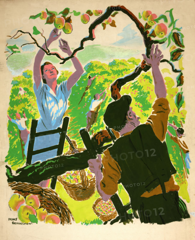 Apple picking, between 1939 and 1946. Creators: Central Office of Information, Percy Drake Brookshaw.