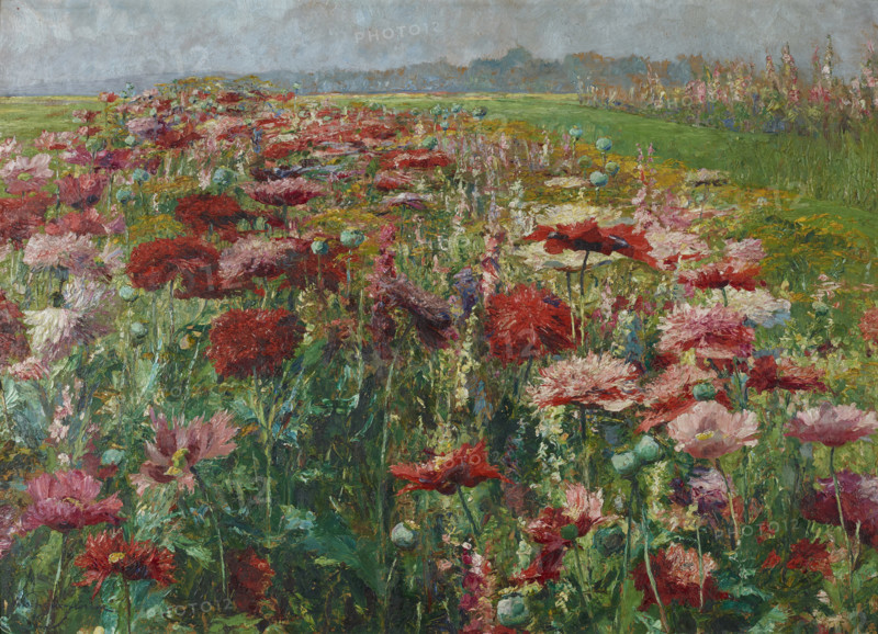 Blooming Poppy, c1895-1900. Creator: Wisinger-Florian, Olga (1844-1926).