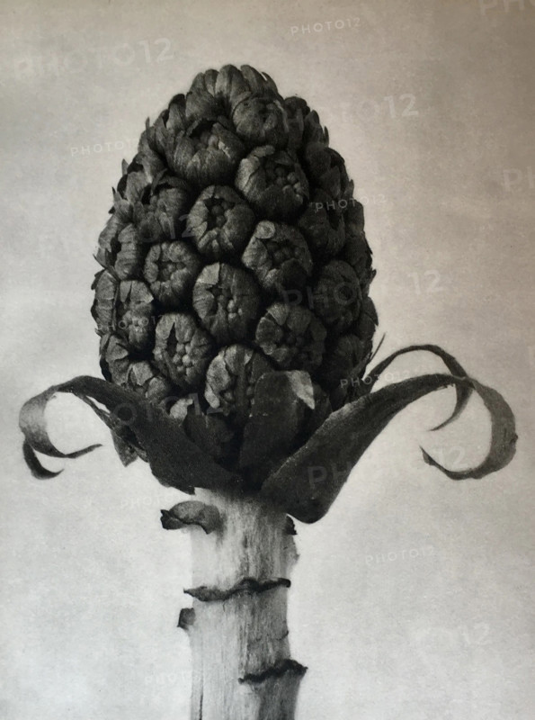 Petasites officinalis. From: Urformen der Kunst (Art Forms in Nature), 1928. Creator: Blossfeldt, Karl (1865-1932).