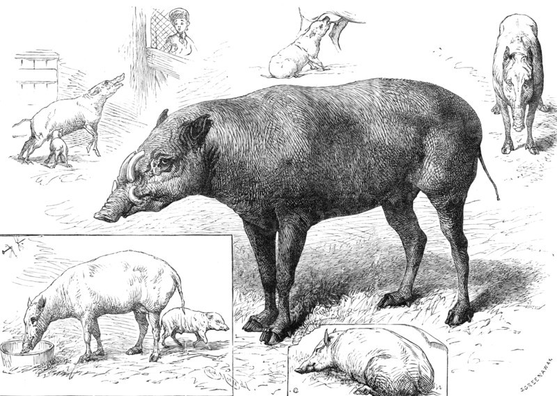 The Zoological Society's Gardens: the Babiroussa family, 1883. Creator: John Greenaway.