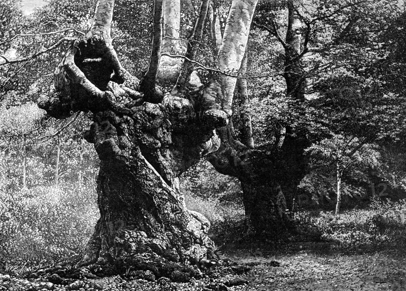 Dedication of Burnham Beeches to the public: the Elder Brethren, 1883. Creator: William James Palmer.