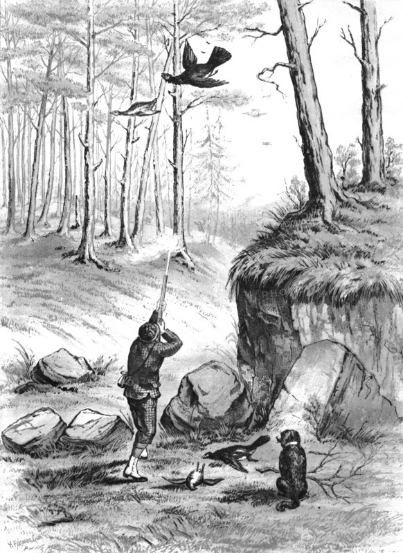 Shooting pheasants, 1883. Creator: H. Parsons.
