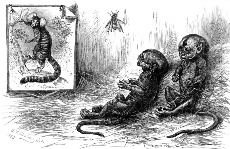 Young marmozets born in London, 1883. Creator: Unknown.